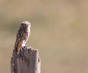 Little Owl, 纵纹腹小鸮, Athene noctua-gallery-