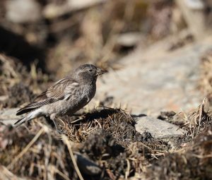 Brandt’s Mountain Finch, 高山岭雀, Leucosticte brandti-gallery-