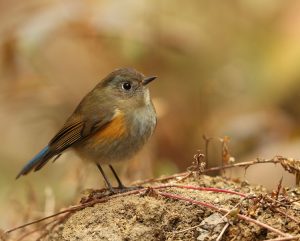 Himalayan Bluetail, 蓝眉林鸲, Tarsiger rufilatus-gallery-