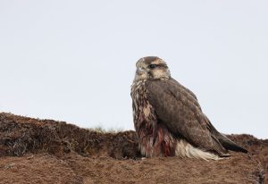 Saker Falcon, 猎隼, Falco cherrug-gallery-