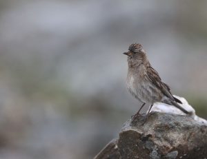 Plain Mountain Finch, 林岭雀, Leucosticte nemoricola-gallery-