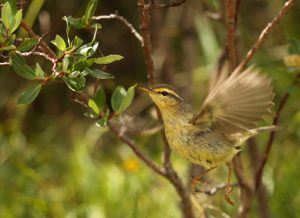 Alpine Leaf Warbler, 华西柳莺, Phylloscopus occisinensis-gallery-