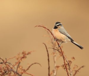 White-browed Tit, 白眉山雀, Poecile superciliosus-gallery-