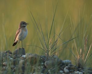 Isabelline Wheatear, 沙鵖, Oenanthe isabellina-gallery-