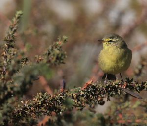 Tickell’s Leaf Warbler, 黄腹柳莺, Phylloscopus affinis-gallery-