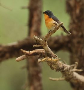 Slaty-backed Flycatcher, 锈胸蓝姬鹟, Ficedula hodgsonii-gallery-