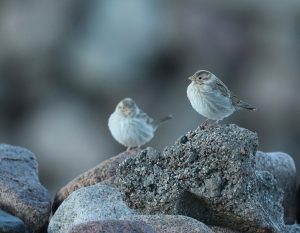 Rock Sparrows, 石雀, Petronia petronia-gallery-