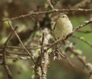 Chinese Leaf Warbler, 云南柳莺, Phylloscopus yunnanensis-gallery-