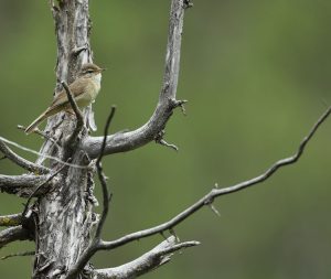 Yellow-streaked Warbler, 棕眉柳莺, Phylloscopus armandii-gallery-