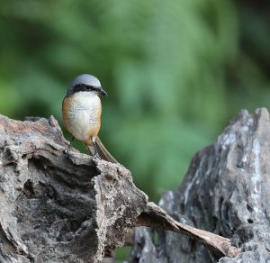 Grey-backed Shrike, 灰背伯劳, Lanius tephronotus-gallery-