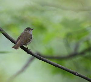 Large-billed Leaf Warbler, 乌嘴柳莺, Phylloscopus magnirostris-gallery-