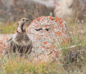 Himalayan Snowcock, 暗腹雪鸡, Tetraogallus himalayensis-gallery-