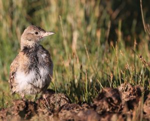 Tibetan Lark, 长嘴百灵, Melanocorypha maxima-gallery-