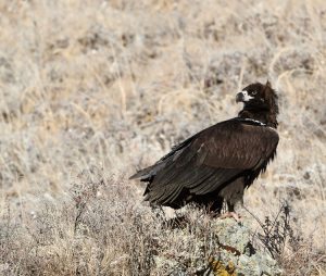 Cinereous Vulture, 秃鹫, Aegypius monachus-gallery-