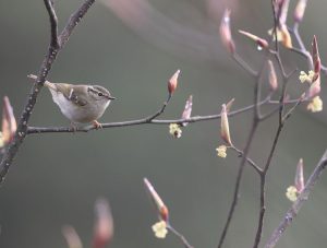 Sichuan Leaf Warbler, 四川柳莺, Phylloscopus forresti-gallery-