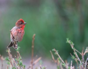 Common Rosefinch, 普通朱雀, Carpodacus erythrinus-gallery-