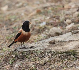 Kessler’s Thrush, 棕背黑头鸫, Turdus kessleri-gallery-