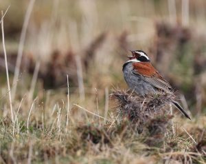 Tibetan Bunting, 藏鹀, Emberiza koslowi-gallery-