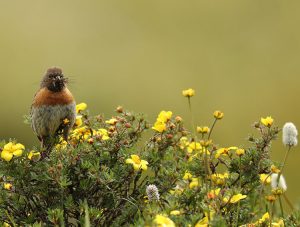 Robin Accentor, 鸲岩鹨, Prunella rubeculoides-gallery-