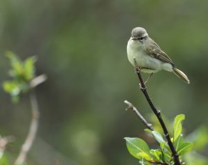 Greenish Warbler, 暗绿柳莺, Phylloscopus trochiloides-gallery-