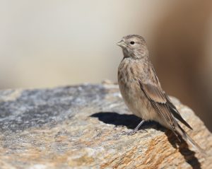 Twite, 黄嘴朱顶雀, Linaria flavirostris-gallery-