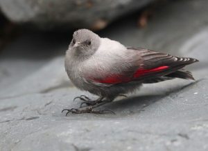 Wallcreeper, 紅翅旋壁雀, Tichodroma muraria-gallery-