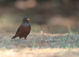 Chestnut Thrush, 灰头鸫, Turdus rubrocanus-gallery-