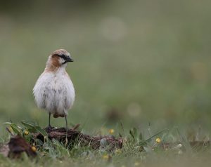 Rufous-necked Snowfinch, 棕颈雪雀, Pyrgilauda ruficollis-gallery-