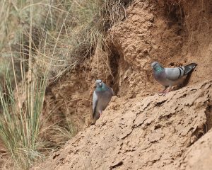 Hill Pigeon, 岩鸽, Columba rupestris-gallery-