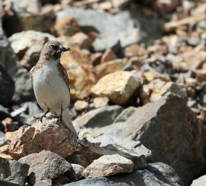 Tibetan Snowfinch, 藏雪雀, Montifringilla henrici-gallery-