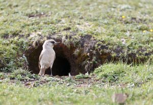 White-rumped Snowfinch, 白腰雪雀, Onychostruthus taczanowskii-gallery-