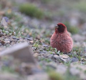 Tibetan Rosefinch, 藏雀, Carpodacus roborowskii-gallery-