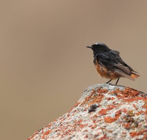 Black Redstart, 赭红尾鸲, Phoenicurus ochruros-gallery-