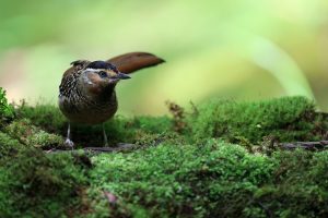 Spotted Laughingthrush, 眼纹噪鹛, Ianthocincla ocellata-gallery-