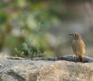 Daurian Redstart, 北红尾鸲, Phoenicurus auroreus-gallery-