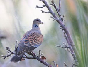 Oriental Turtle Dove, 山斑鸠, Streptopelia orientalis-gallery-