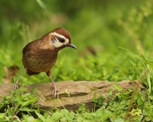 White-browed Laughingthrush, 白颊噪鹛, Pterorhinus sannio-gallery-