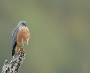 Chinese Sparrowhawk, 赤腹鹰, Accipiter soloensis-gallery-