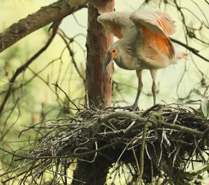 Crested Ibis, 朱鹮, Nipponia nippon-gallery-