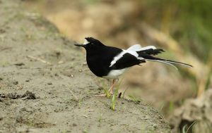 White-crowned Forktail, 白冠燕尾, Enicurus leschenaulti-gallery-