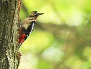 Great Spotted Woodpecker, 大斑啄木鸟, Dendrocopos major-gallery-