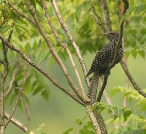 Asian Koel, 噪鹃, Eudynamys scolopaceus-gallery-