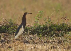 Chinese Pond Heron, 池鹭, Ardeola bacchus-gallery-