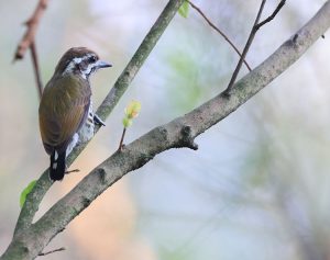 Speckled Piculet, 斑姬啄木鸟, Picumnus innominatus-gallery-