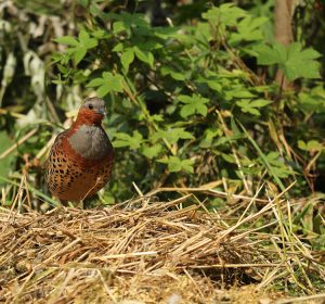 Chinese Bamboo Partridge, 灰胸竹鸡, Bambusicola thoracicus-gallery-