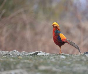 Golden Pheasant, 红腹锦鸡, Chrysolophus pictus-gallery-