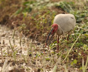 Crested Ibis, 朱鹮, Nipponia nippon-gallery-