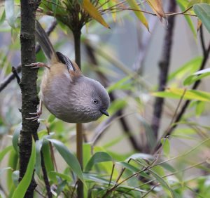 Grey-hooded Fulvetta, 灰头雀鹛, Fulvetta cinereiceps-gallery-