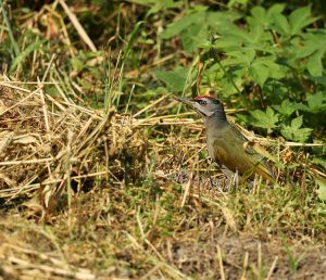 Black-naped Woodpecker, 黑枕啄木鸟, Picus guerini-gallery-