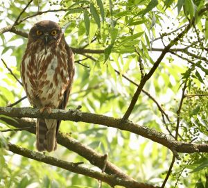 Northern Boobook, 北鹰鸮, Ninox japonica-gallery-